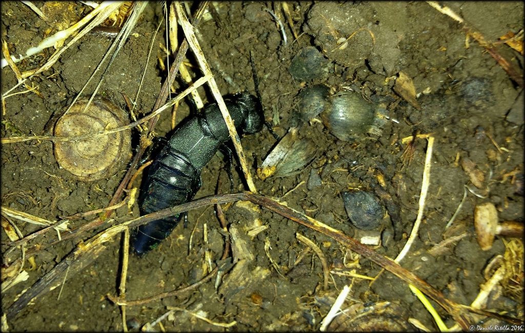 Ocypus di quale specie ?  Ocypus olens (Staphylinidae)